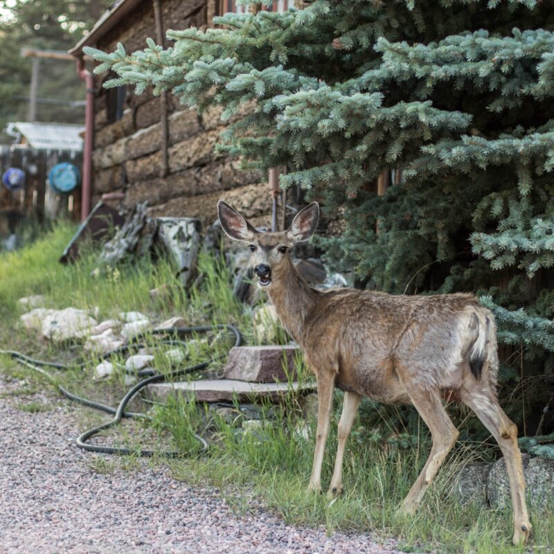 Surprised Deer in Guffey