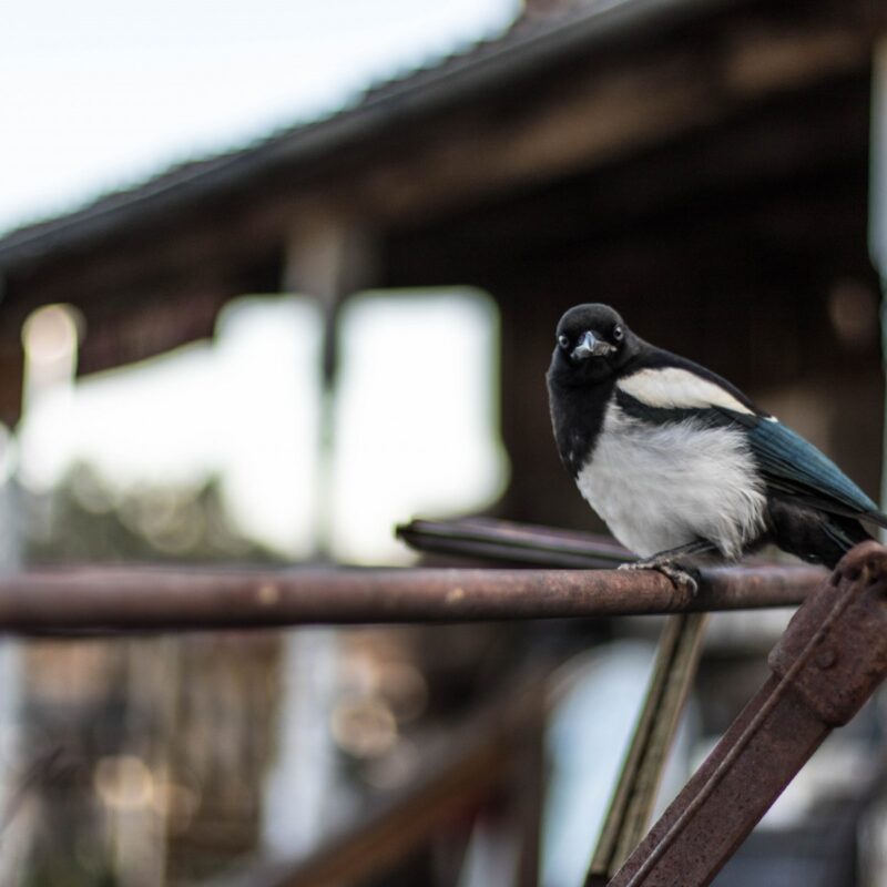 Guffey Magpie