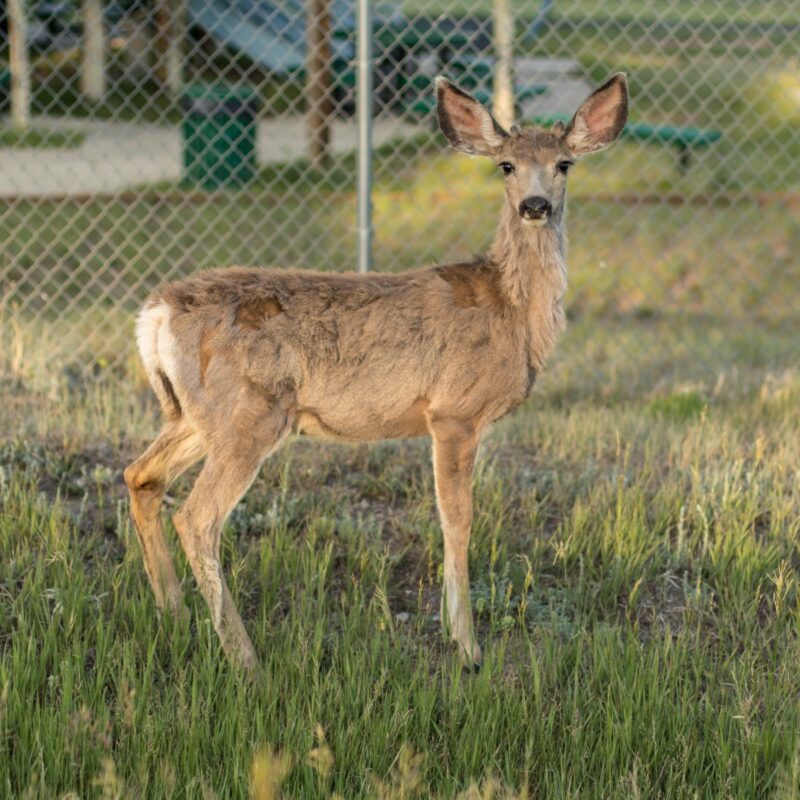 Wild Deer in Guffey