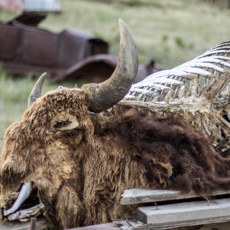 Bison Remains