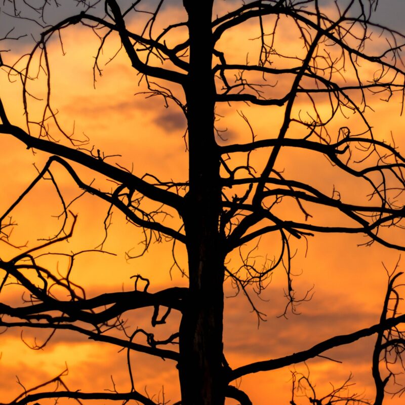 Gnarled Desert Tree