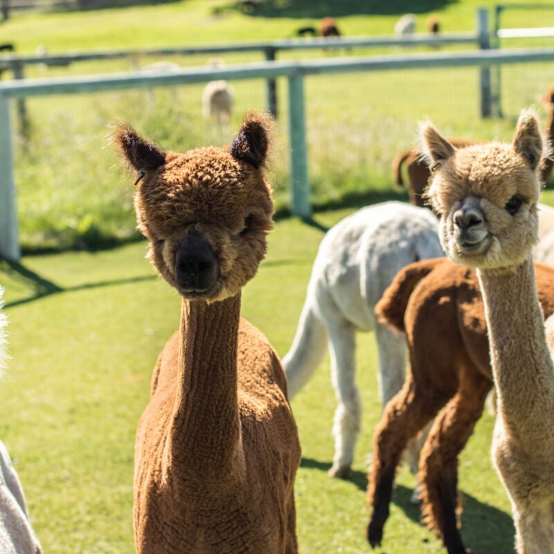 Alpacas