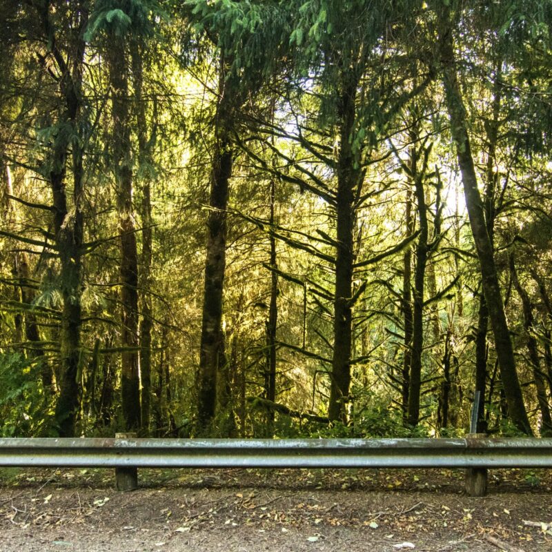 Oregon Rainforest