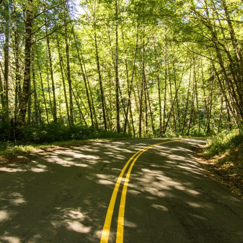 The Oregon Rainforest