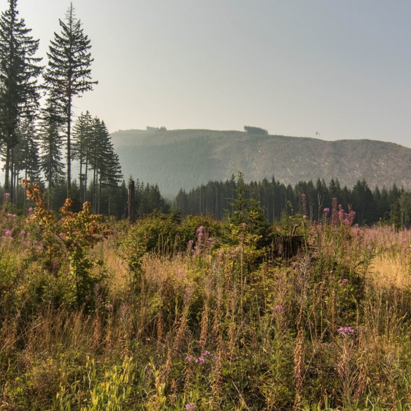 Repercussions of the Timber Harvest