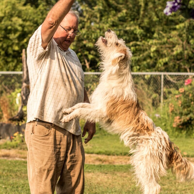 Dog Days of Summer