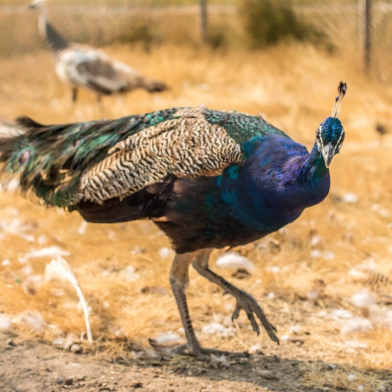 Peacock Strutting