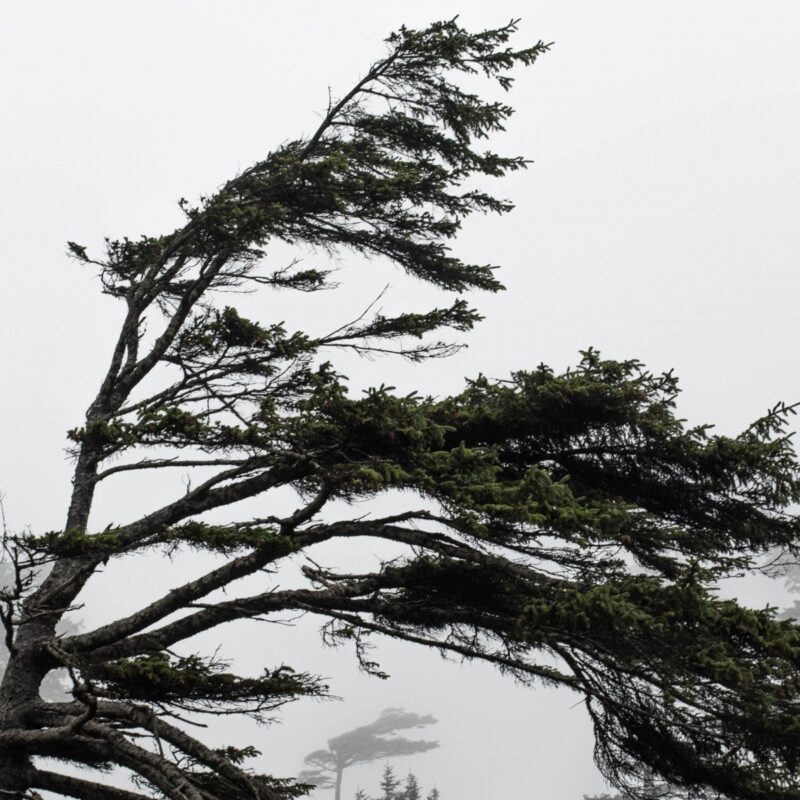 Pacific Winds