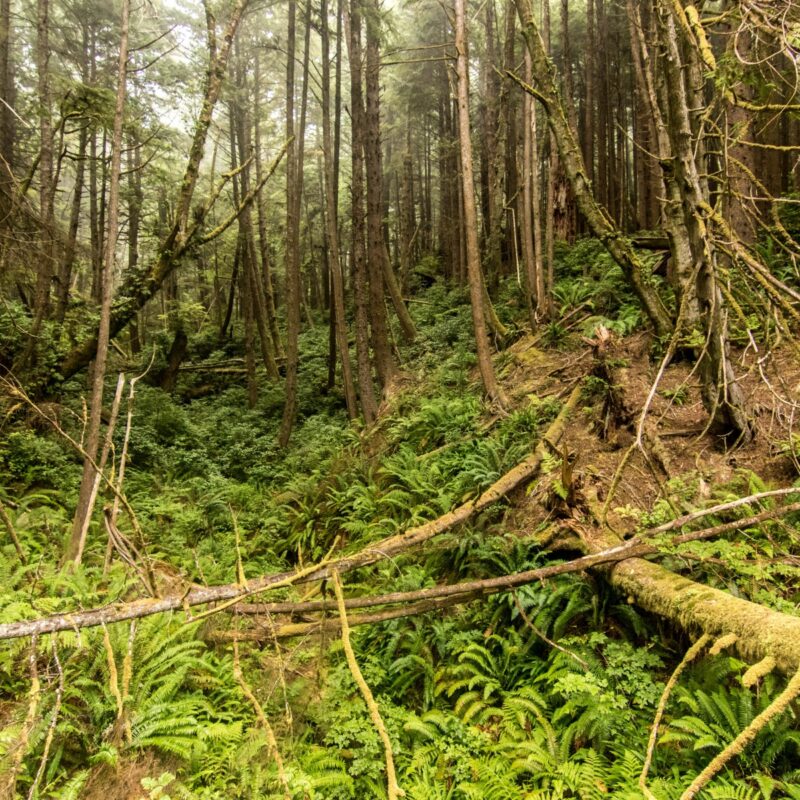 Queets Rainforest