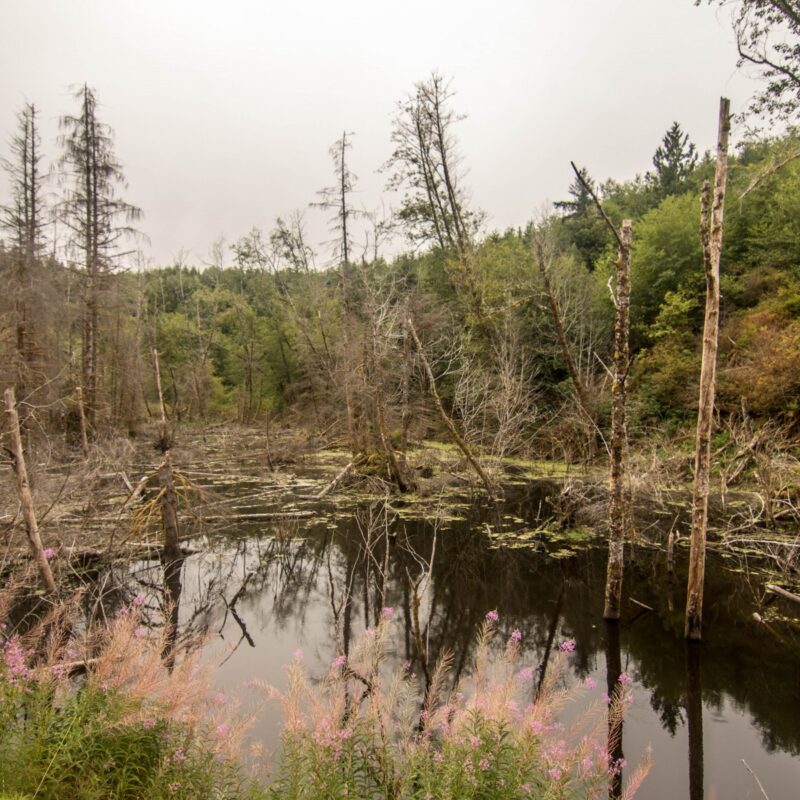 Overcast and Swampy