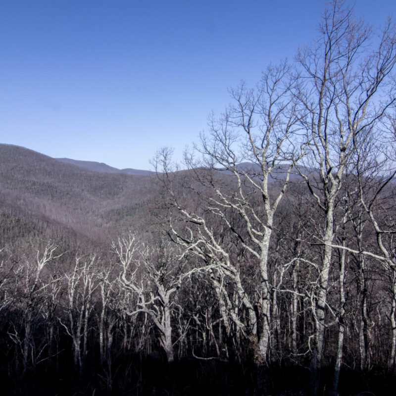 Blue Ridge Flora