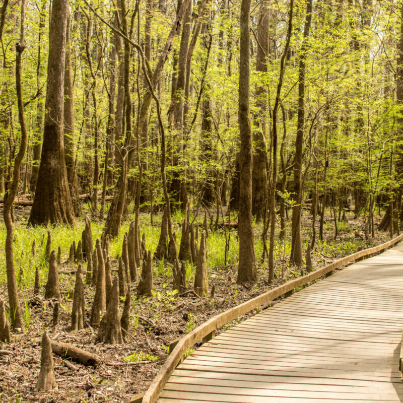 Congaree Boardwalks