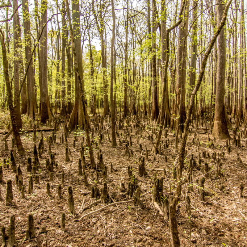 Cypress Knees