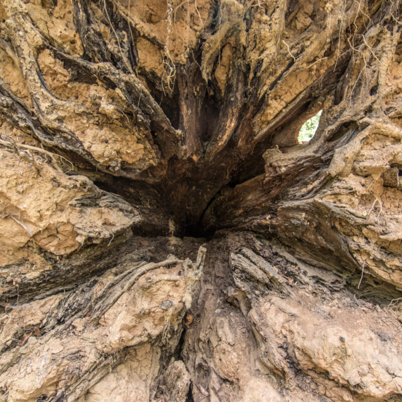 Downed Tree