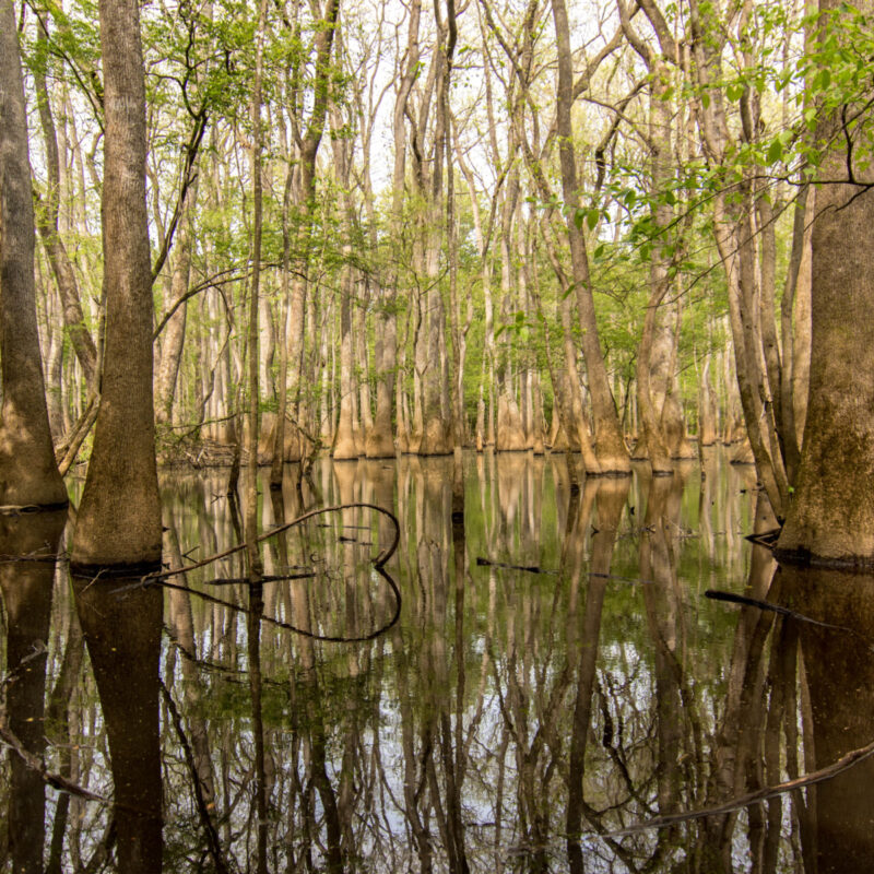 Congaree Swamp