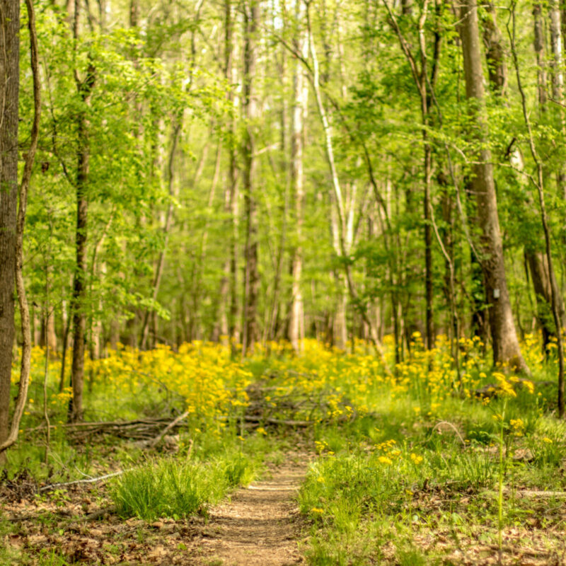 Congaree Floral Pass