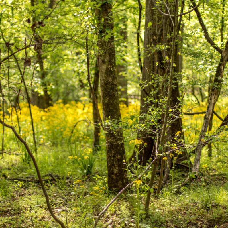 Congaree in Bloom