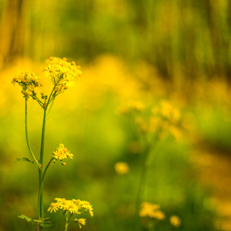 Golden Ways
