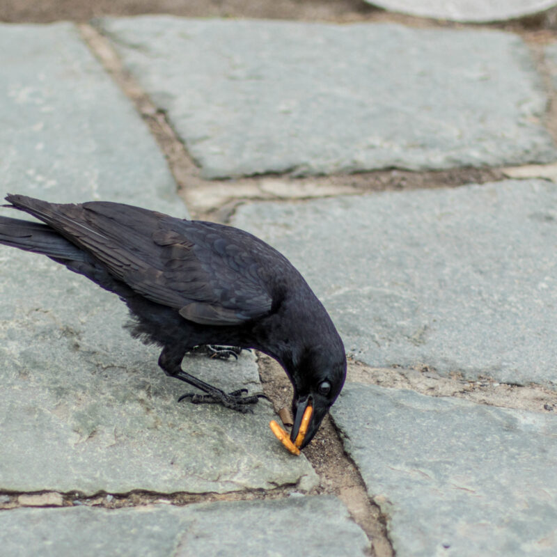 Crowfood