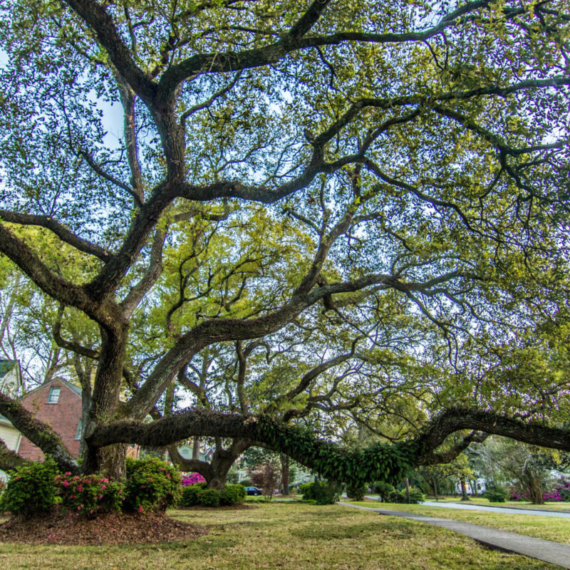 Oaks of Wilmington