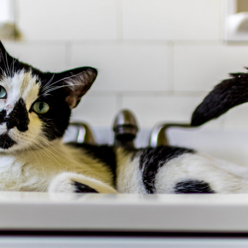 Po the Cat