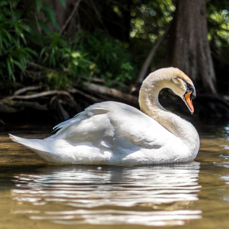 Swan on the Colorado River in Austin