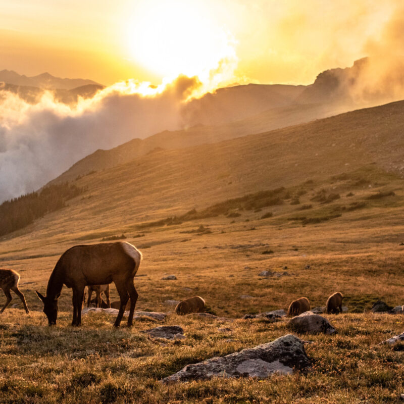 Elk in the Rockies