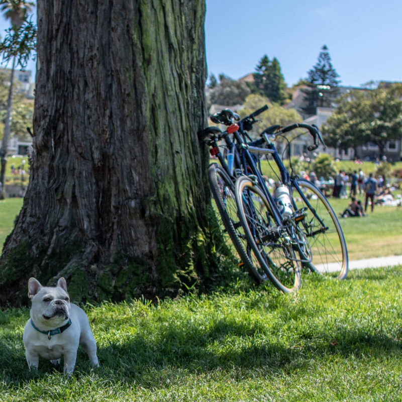 Dolores Park
