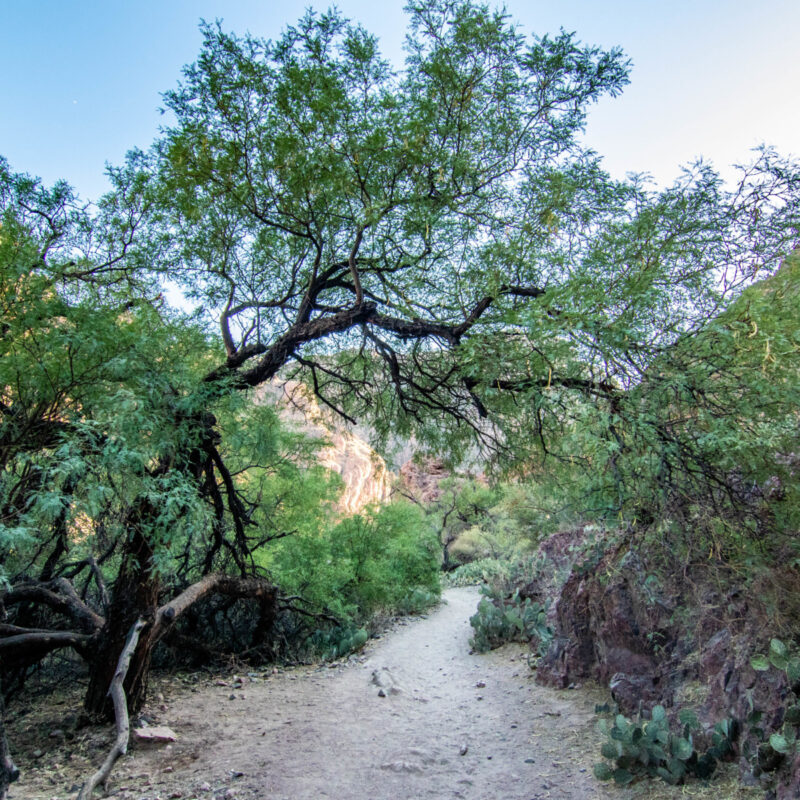 Greenery at Dusk