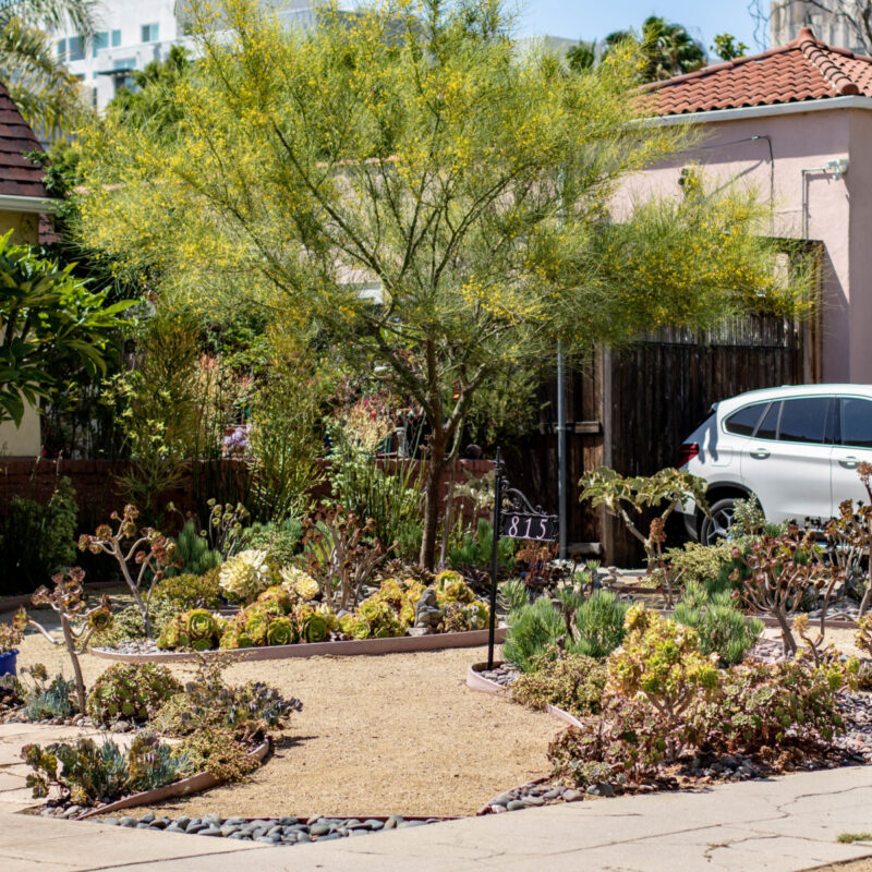 Xeriscaped Lawn in LA
