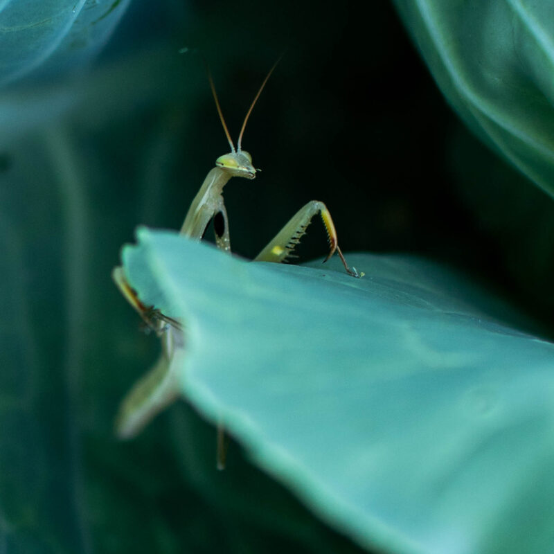 Mantis in Kale