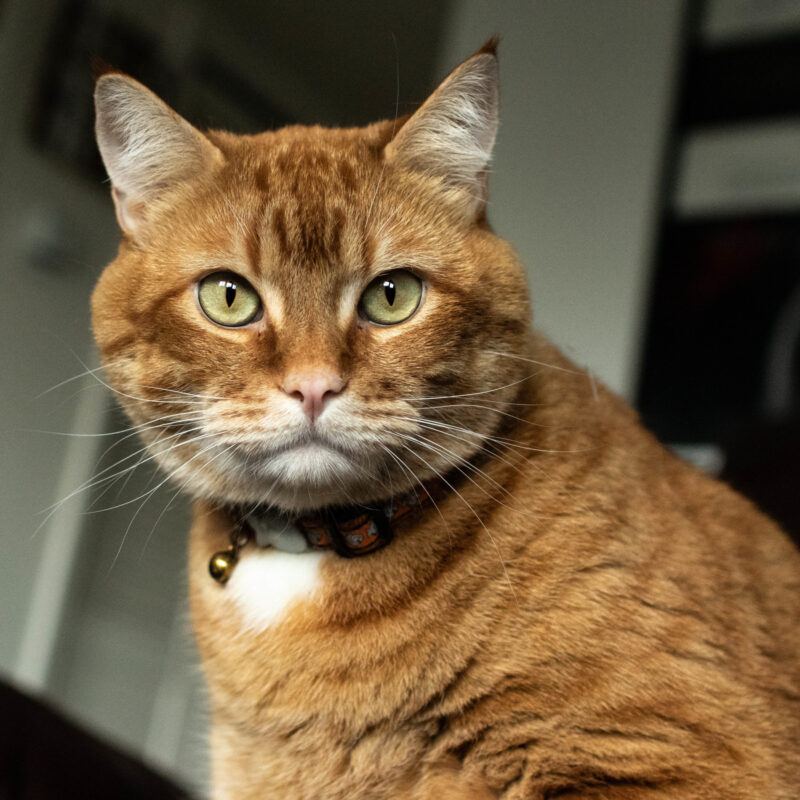 The Mighty Simba