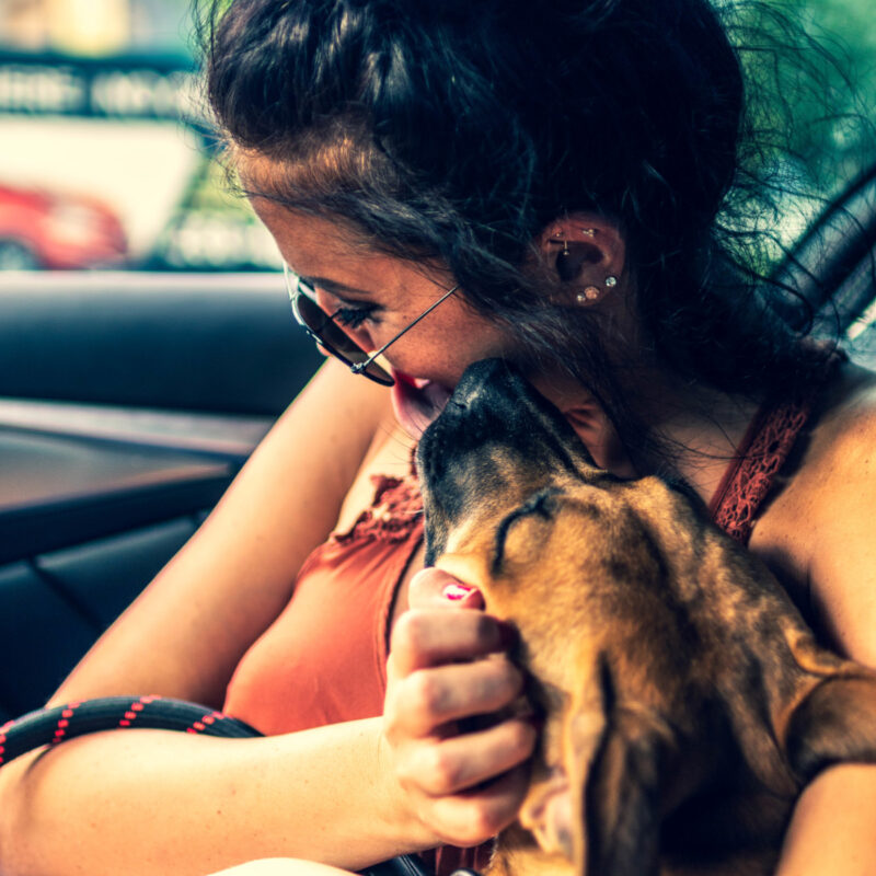 Dogs Days of Summer
