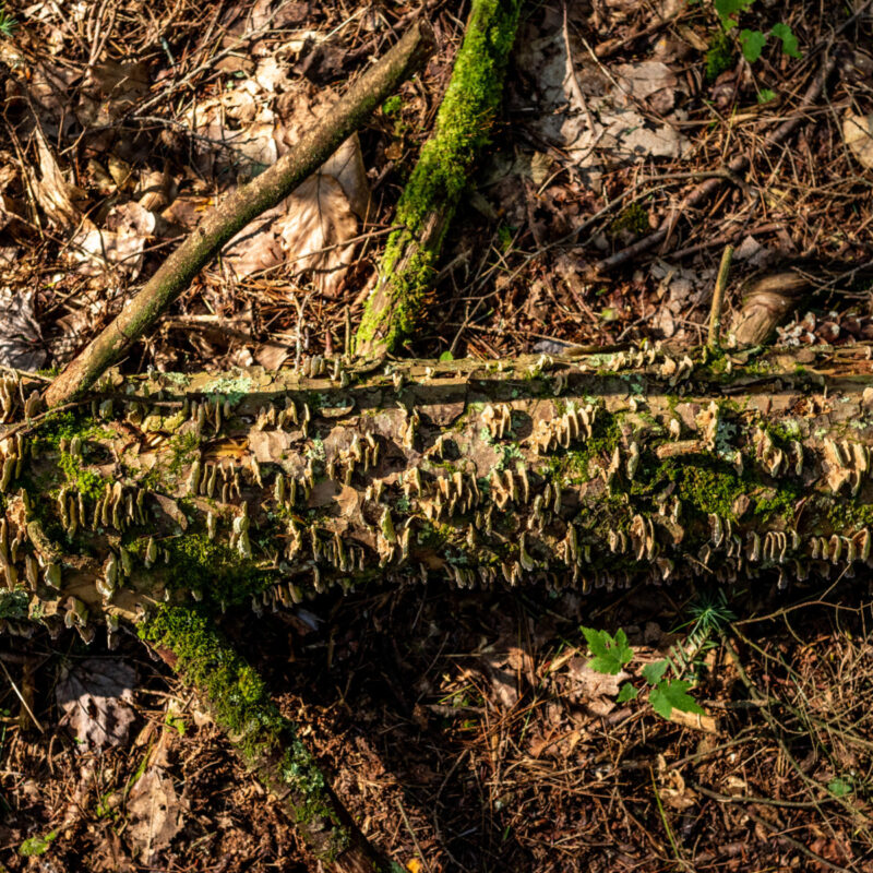 Reeds Gap State Park