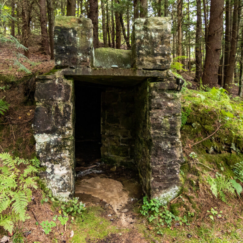 Shelter in the Woods