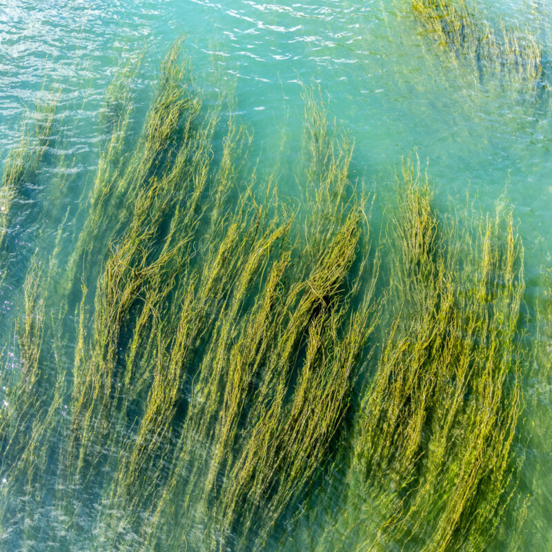Kelp in the Detroit River
