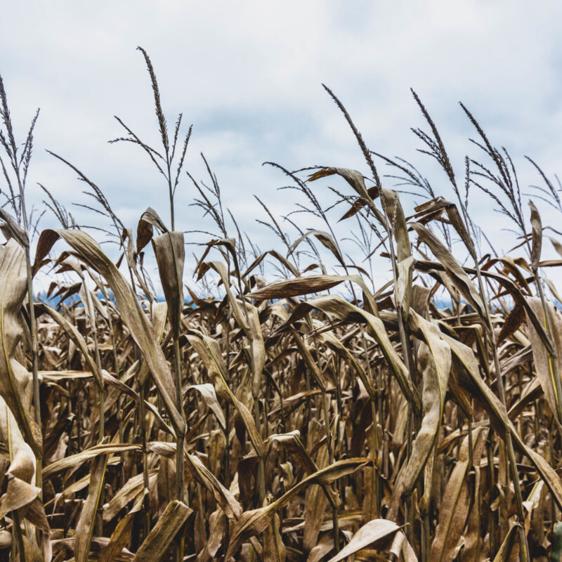 Corn in Late September