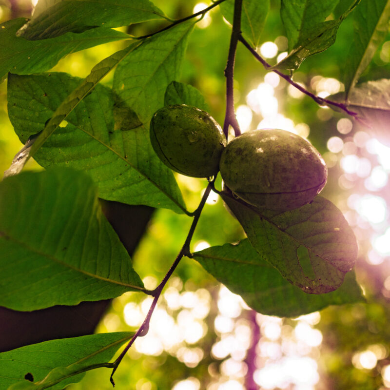 Pawpaws on the Potomac