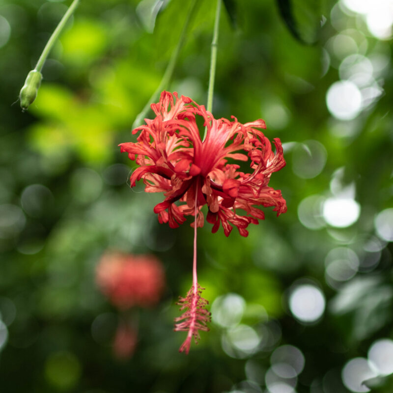 Belle Isle Conservatory