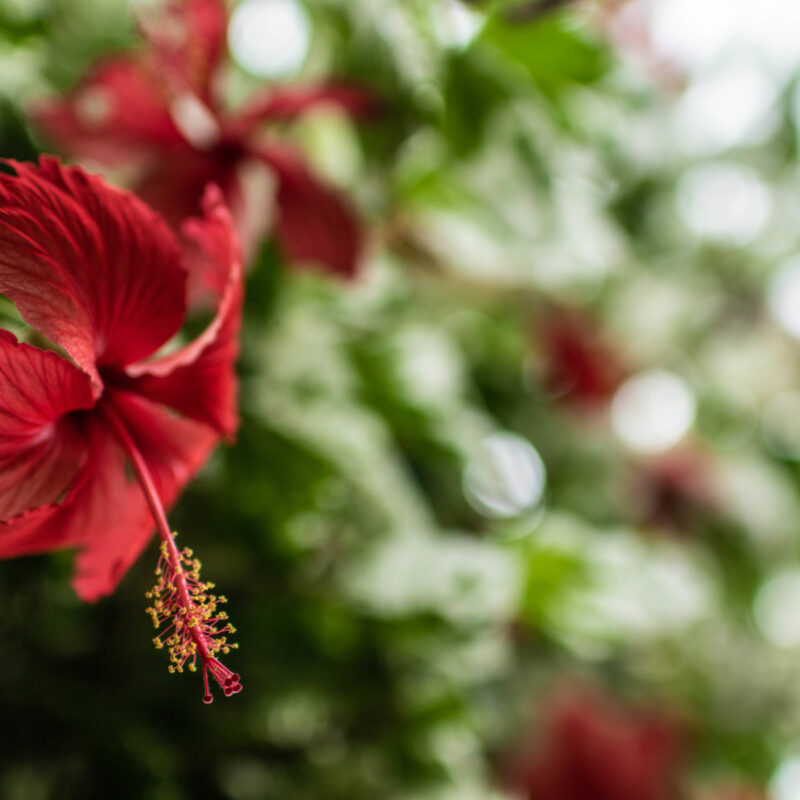 Belle Isle Conservatory