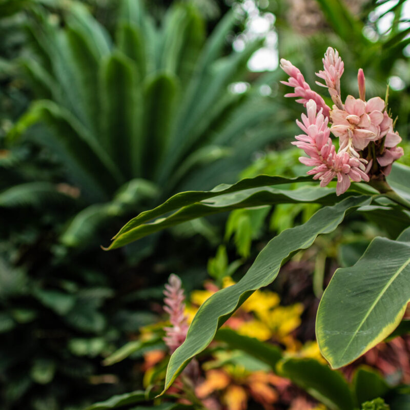 Belle Isle Conservatory