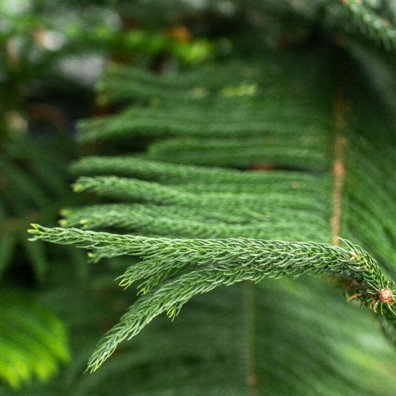 Belle Isle Conservatory
