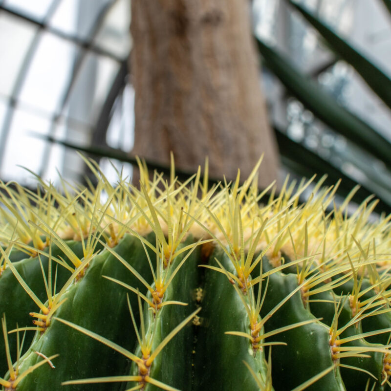 Belle Isle Conservatory