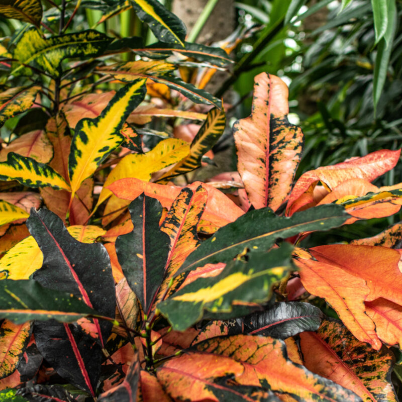 Belle Isle Conservatory