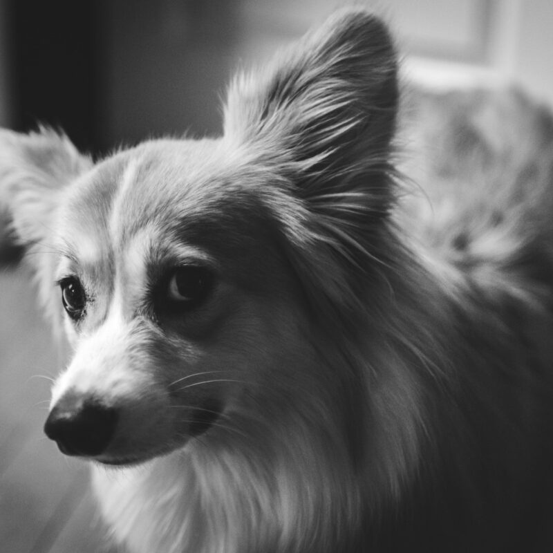 Eevee in NJ