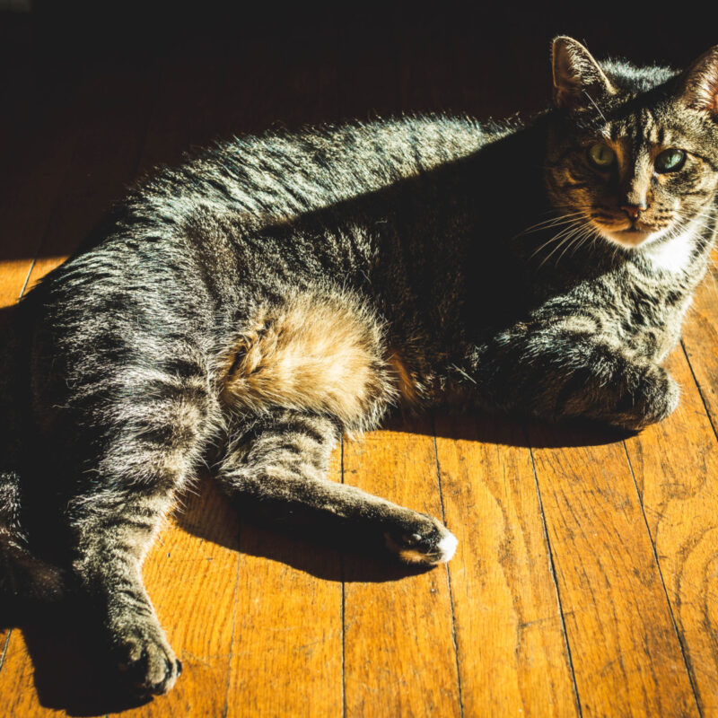 "Tomas" in DC