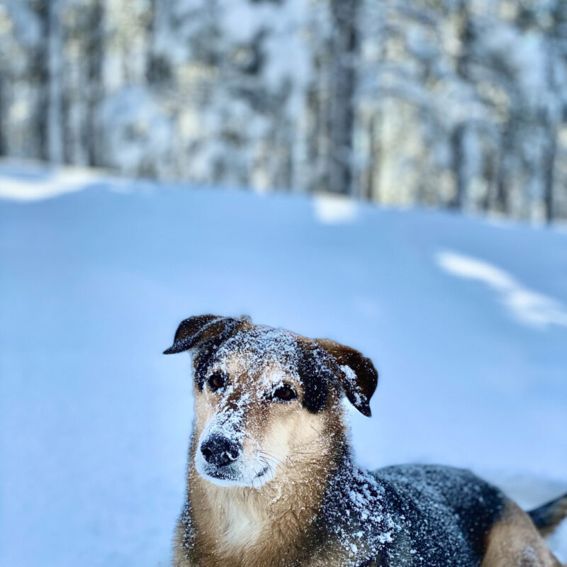 Flagstaff