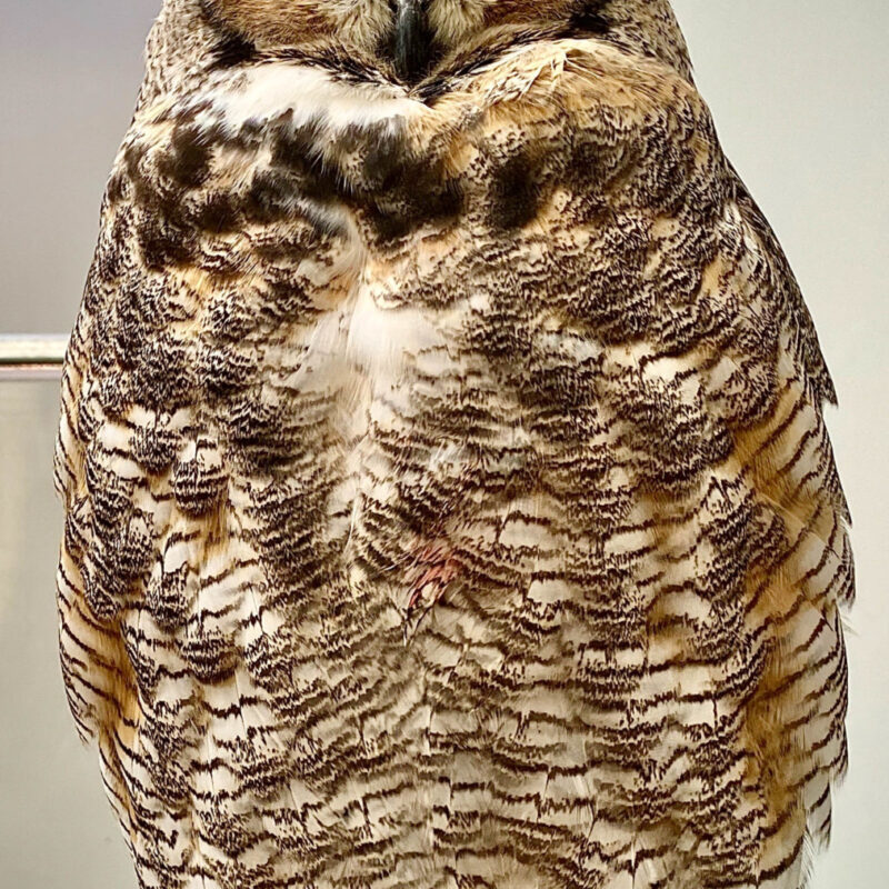 Minneapolis Raptor Center