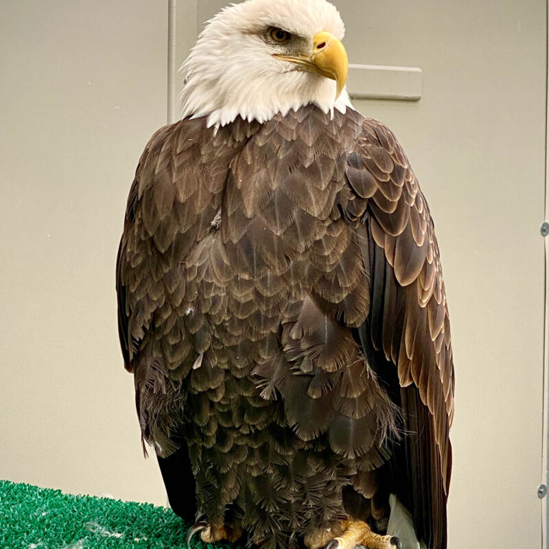 Minneapolis Raptor Center