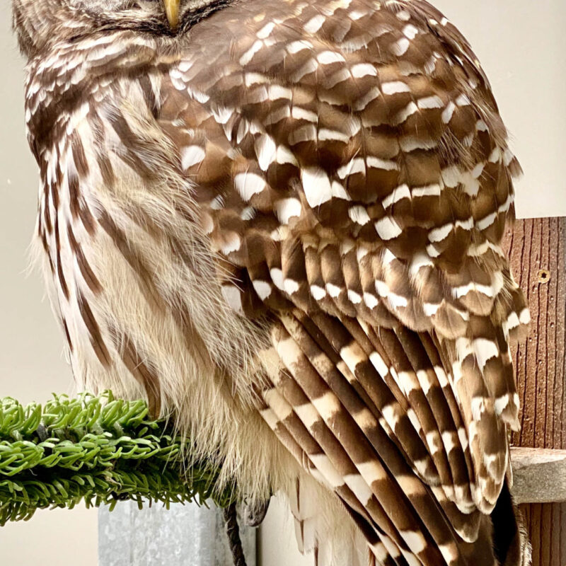Minneapolis Raptor Center